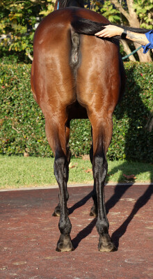 Lot 208: Snitzel / Just Dancing