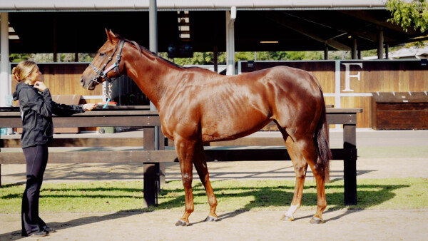 Lot 10: Winning Rupert / Festivity
