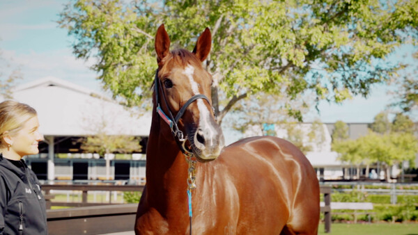 Lot 10: Winning Rupert / Festivity