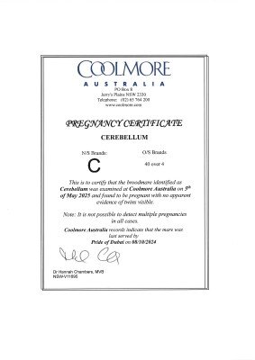 Pregnancy Certificate for Lot 257