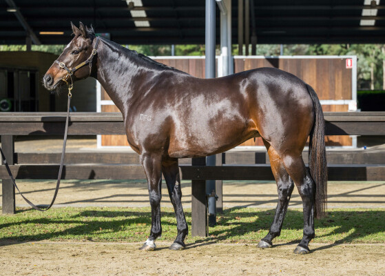 Lot 212: Kuroshio / Hushabye Baby