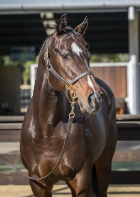 Lot 212: Kuroshio / Hushabye Baby