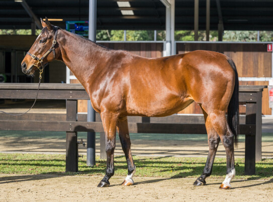 Lot 227: Smart Missile / Lateral
