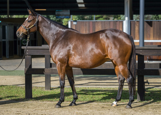 Lot 228: Scissor Kick / Synaesthesia (USA)