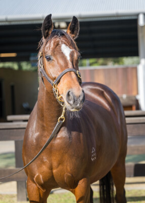 Lot 228: Scissor Kick / Synaesthesia (USA)