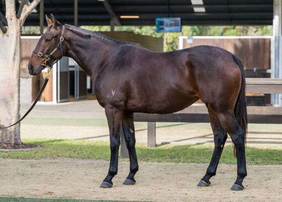 Lot 291: All Too Hard / Leotie