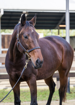 Lot 291: All Too Hard / Leotie