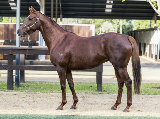 Lot 292: Sebring / Inca Lagoon