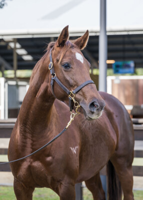 Lot 292: Sebring / Inca Lagoon