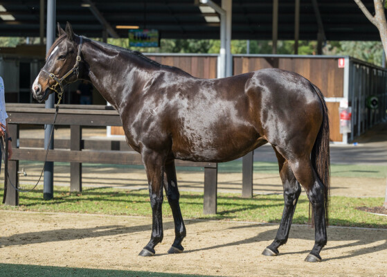 Lot 295: Testa Rossa / Centafaith