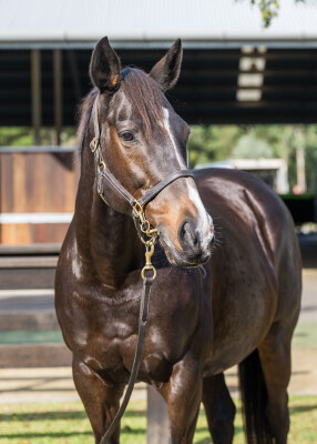 Lot 295: Testa Rossa / Centafaith