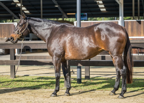 Lot 303: Charge Forward / Tang