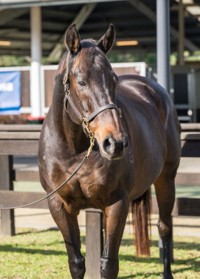 Lot 303: Charge Forward / Tang
