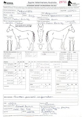 Breeding Report for Lot 86
