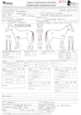 Breeding Report for Lot 62