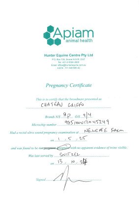 Pregnancy Certificate for Lot 46
