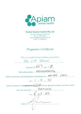 Pregnancy Certificate for Lot 63