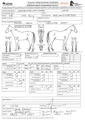 Breeding Report for Lot 88