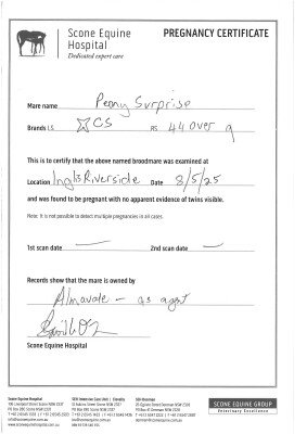 Pregnancy Certificate for Lot 206