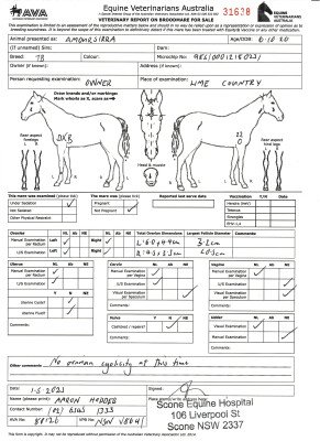 Breeding Report for Lot 91