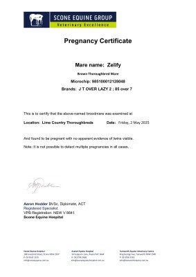 Pregnancy Certificate for Lot 241