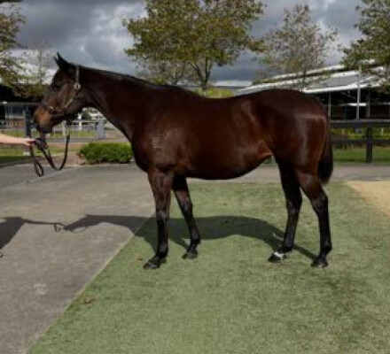Lot 279: O'Reilly (NZ) / Al Yamama