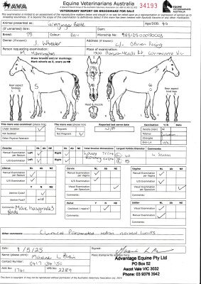 Breeding Report for Lot 66