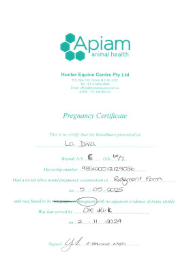 Pregnancy Certificate for Lot 288