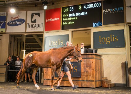 Bella Nipotina sells for $4.2m at spectacular Chairman's Sale 