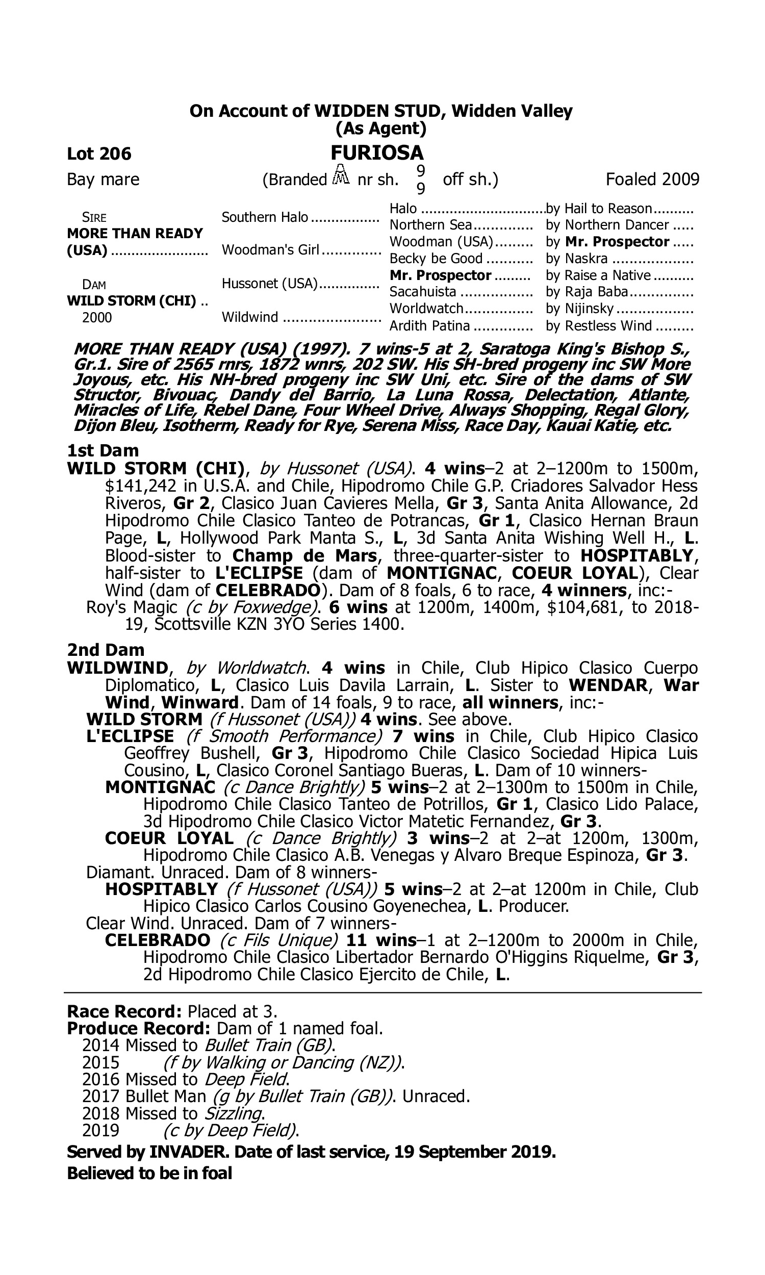 Pedigree for Lot 206 More Than Ready (USA) - Wild Storm (CHI)