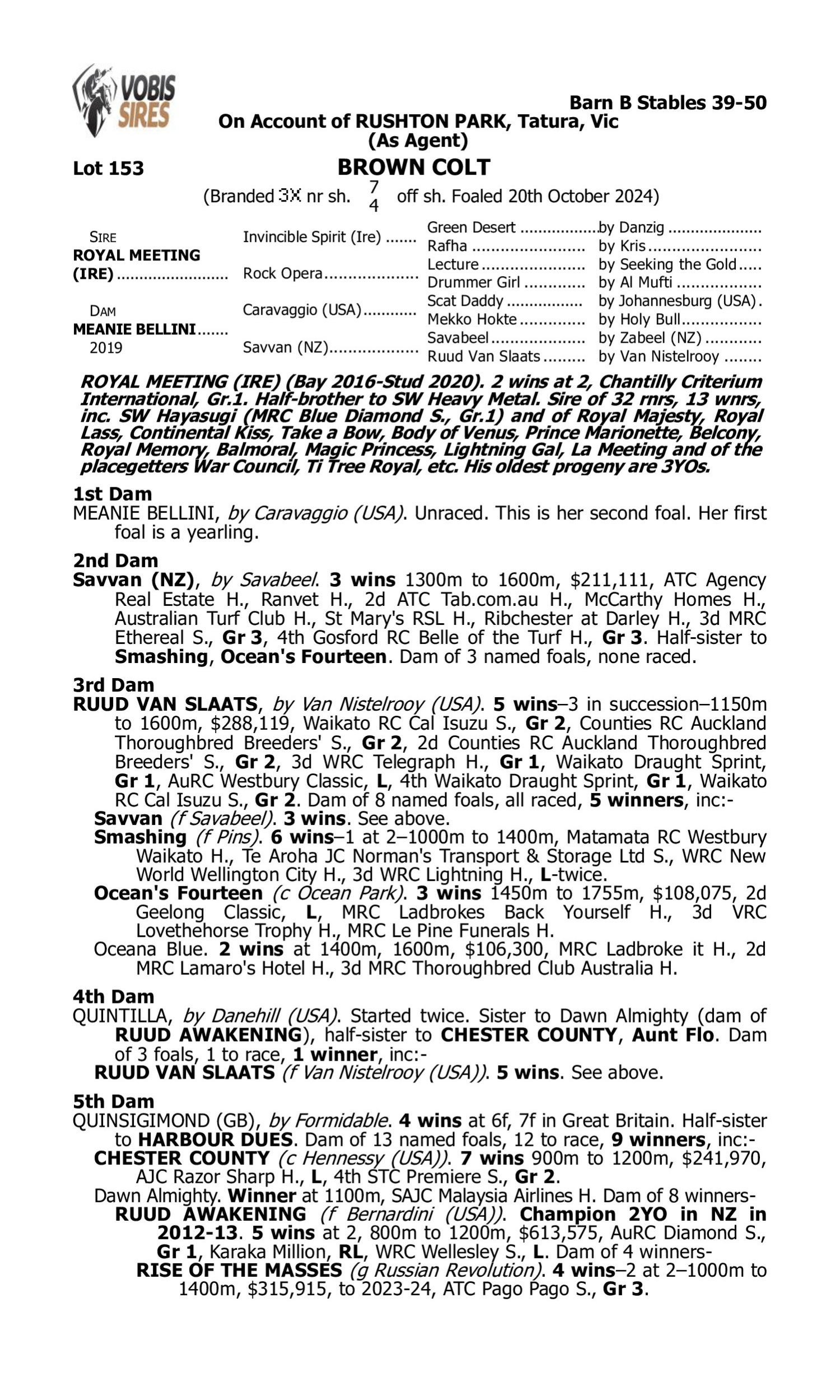 Pedigree for Lot 153 Royal Meeting (IRE) - Meanie Bellini