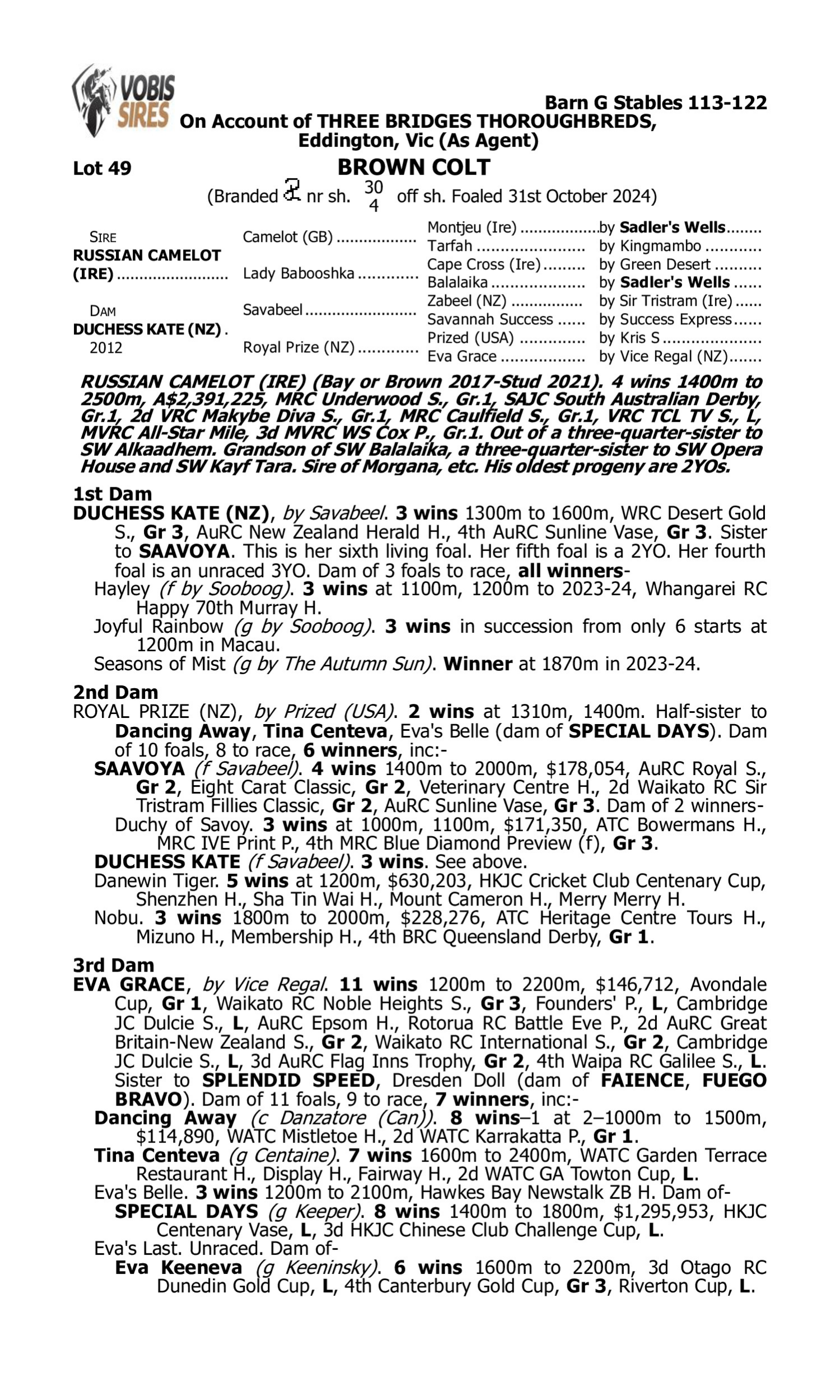 Pedigree for Lot 49 Russian Camelot (IRE) - Duchess Kate (NZ)