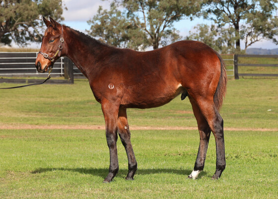 Lot 119: Super One / Keep the Filly