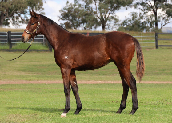 Lot 196: The Autumn Sun / R H Danceing Queen (USA)