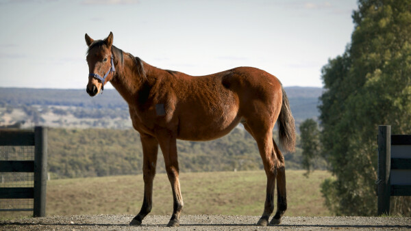 Lot 57: Bivouac / Enchanted Dawn (USA)