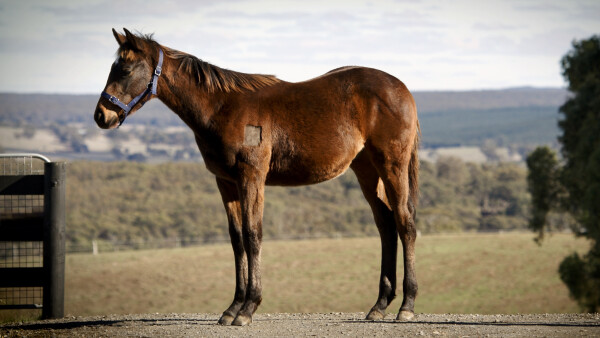 Lot 139: Tassort / Lumic