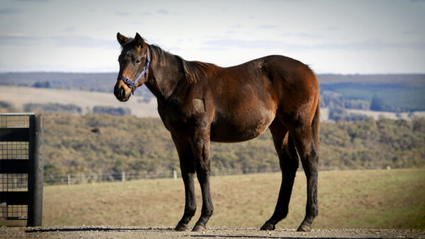 Lot 185: Brazen Beau / Passionate Lass