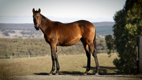 Lot 204: Hellbent / Regal Romance