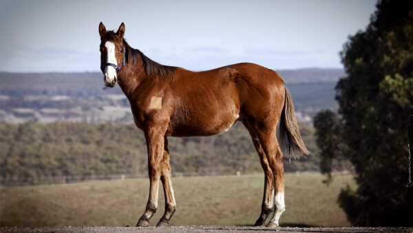 Lot 228: Justify (USA) / Slumber Party