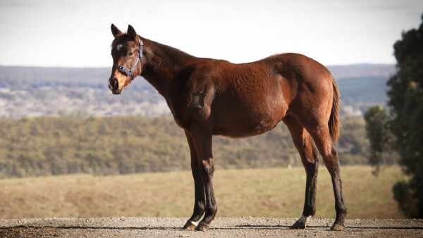 Lot 234: Anamoe / Solaia