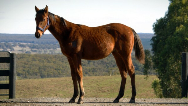 Lot 57: Bivouac / Enchanted Dawn (USA)