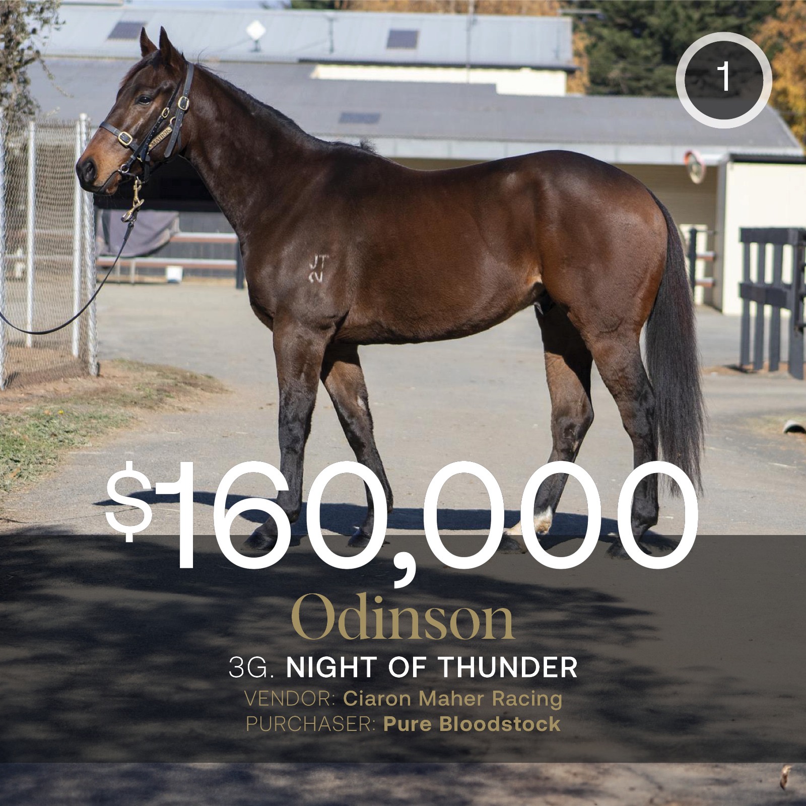 Odinson tops May (Late) Sale at $160,000
