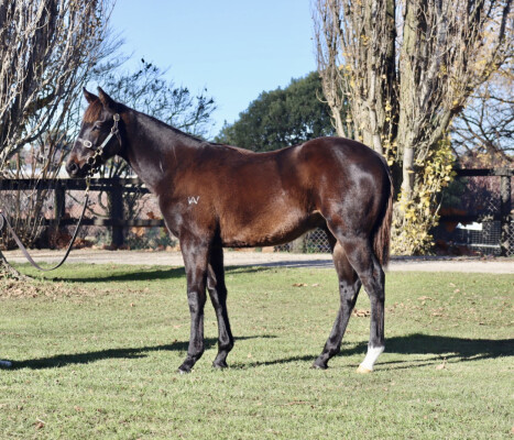 Lot 249: So You Think (NZ) / Take the Sit