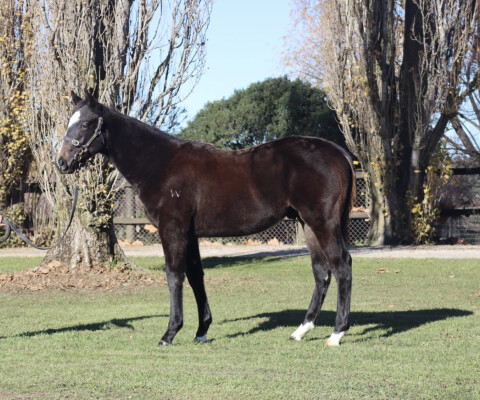 Lot 40: Artorius / Detonation