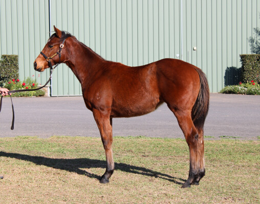 Lot 237: Brave Smash (JPN) / Sovereign Gold