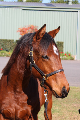Lot 237: Brave Smash (JPN) / Sovereign Gold