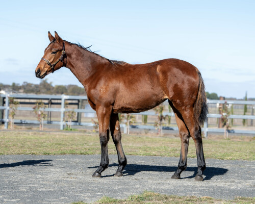 Lot 11: Ghaiyyath (IRE) / Champagne Lucy