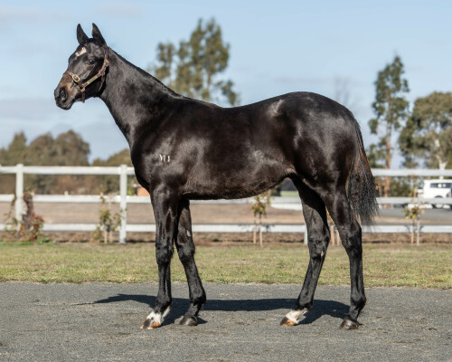 Lot 186: Trapeze Artist / Pickup the Pieces