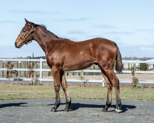 Lot 167: Blue Point (IRE) / Mountain Breath (GB)