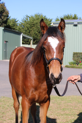 Lot 292: Showtime / Angelicus